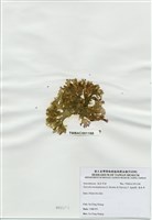 藏品(海木耳)的圖片